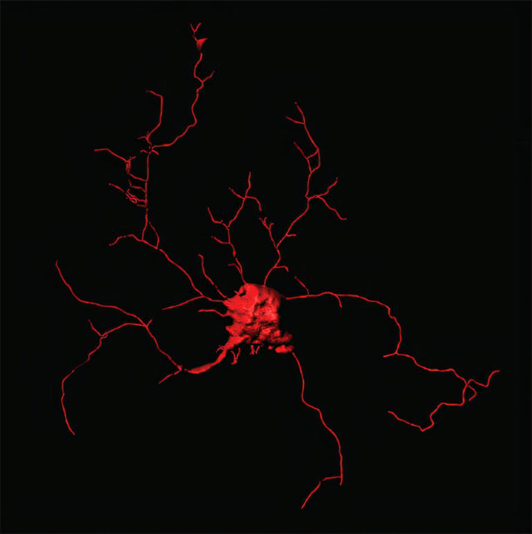 A computer rendering of a parvalbumin-positive neuron, which researchers were able to produce in large quantities for the first time in in-vitro models